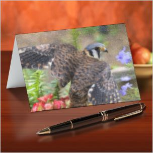 Note Cards