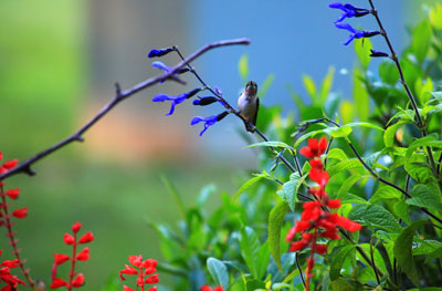 Young Male Ruby-Throated