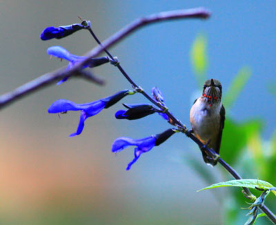 Young Male - See the red dots??