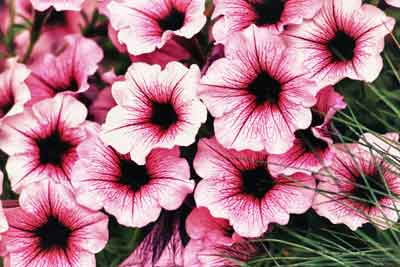 Pansies