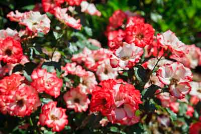 Shrub Roses