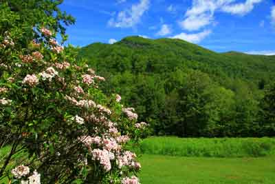 Mountain Laurel