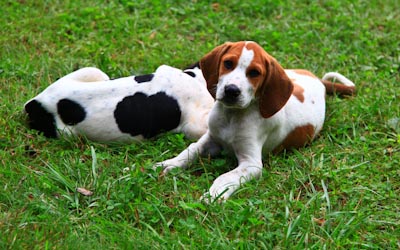 Puppies Wallpaper