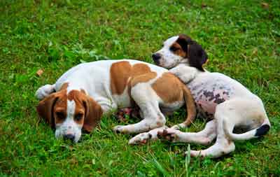 Hound Dog Puppies