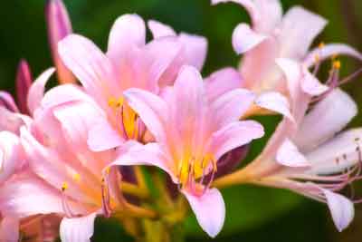Pink Lilies