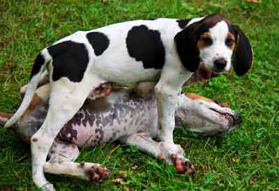 Puppies
