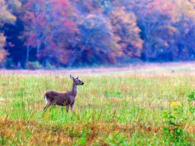 White Tailed Deer